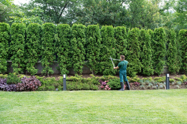 Best Lawn Renovation and Restoration  in Brooklyn Park, MN